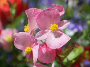 Картинка цветы бегония