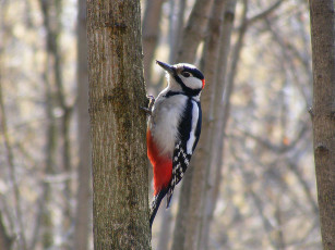 Картинка дятел животные дятлы