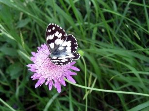 Картинка животные бабочки