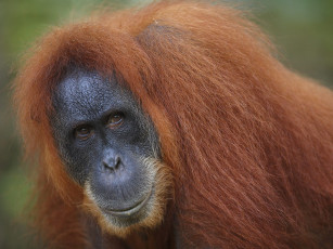 Картинка животные обезьяны