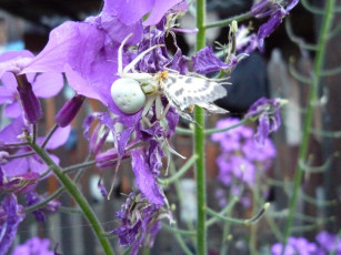 Картинка животные пауки