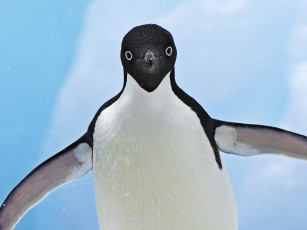 Картинка животные пингвины