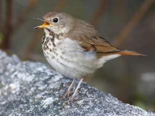 Картинка животные птицы