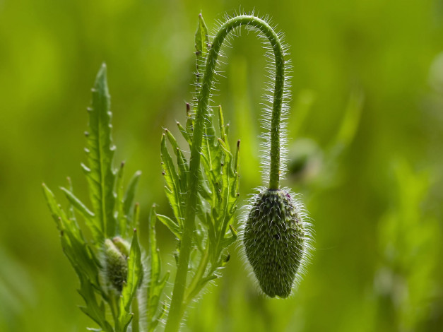 Обои картинки фото цветы, маки