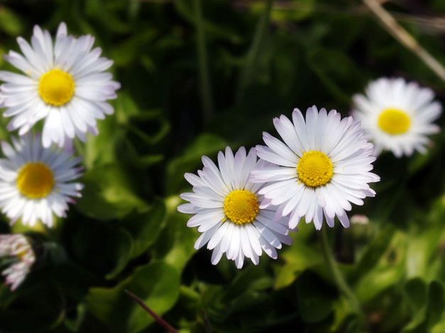 Обои картинки фото цветы, маргаритки