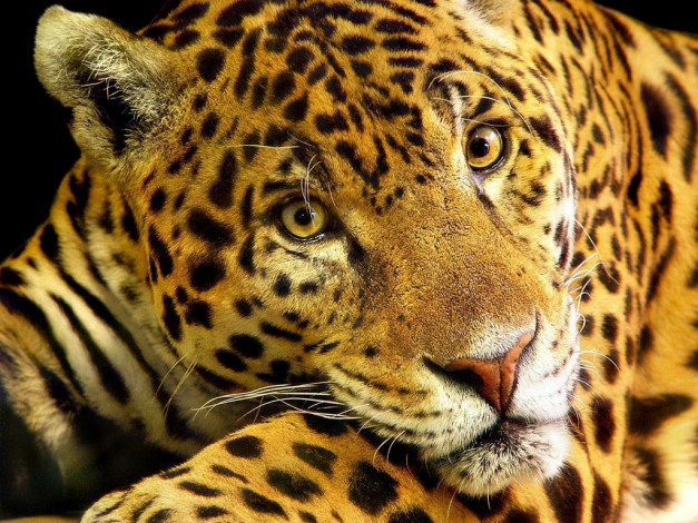 Обои картинки фото животные, Ягуары