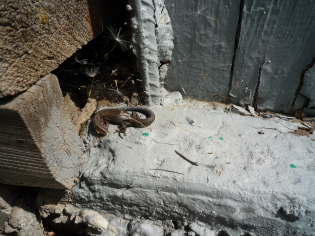 Обои картинки фото животные, Ящерицы, игуаны, вараны