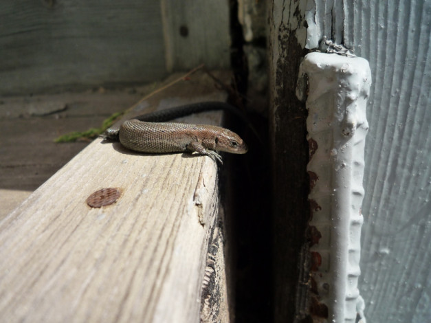 Обои картинки фото животные, Ящерицы, игуаны, вараны