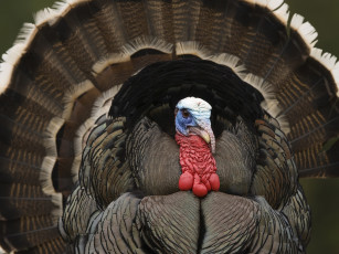 Картинка животные индюки