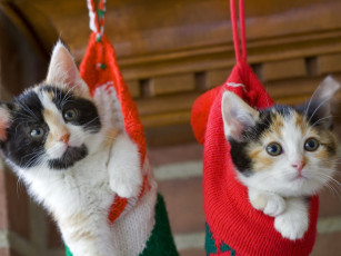 Картинка животные коты