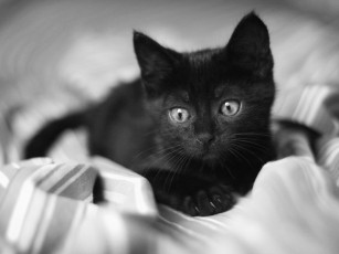 Картинка животные коты