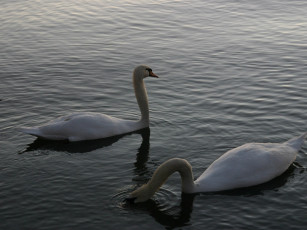 Картинка животные лебеди