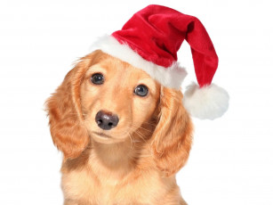 Картинка животные собаки