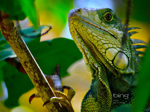 Картинка животные Ящерицы игуаны вараны