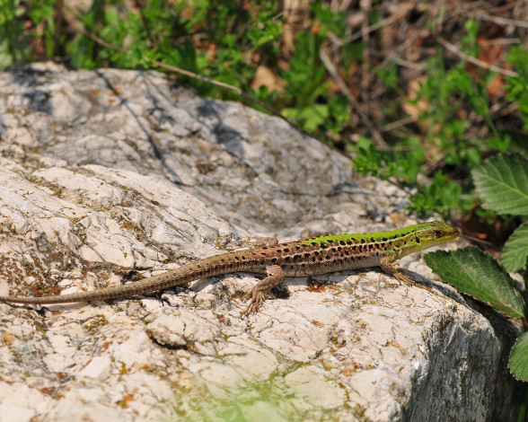 Обои картинки фото животные, Ящерицы, игуаны, вараны