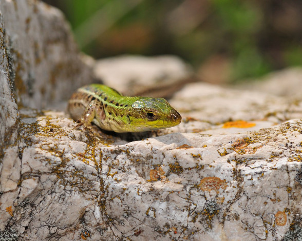 Обои картинки фото животные, Ящерицы, игуаны, вараны