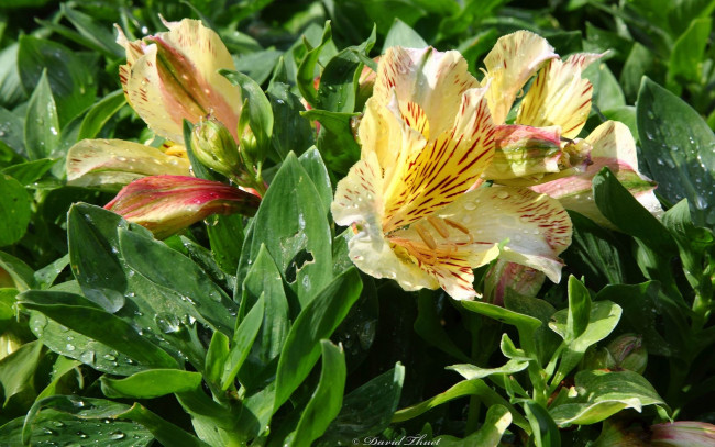 Обои картинки фото цветы, альстромерия