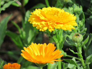 Картинка цветы календула оранжевые