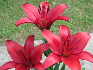Картинка цветы лилии лилейники красные