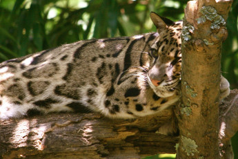 Картинка дымчатый леопард животные леопарды