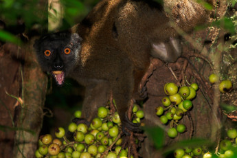 Картинка животные лемуры на дереве