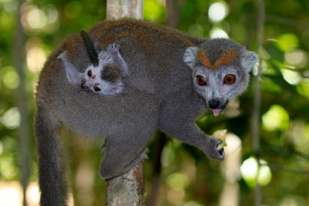 Картинка животные лемуры с детенышем