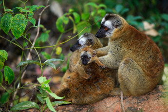 Картинка животные лемуры семейство