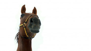 Картинка животные лошади конь лошадь