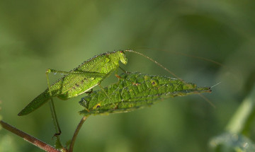 Картинка животные кузнечики саранча зелёный