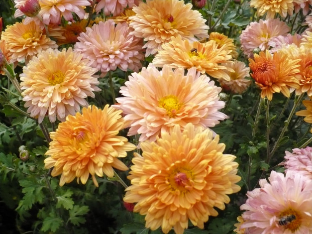 Обои картинки фото цветы, хризантемы, осенние