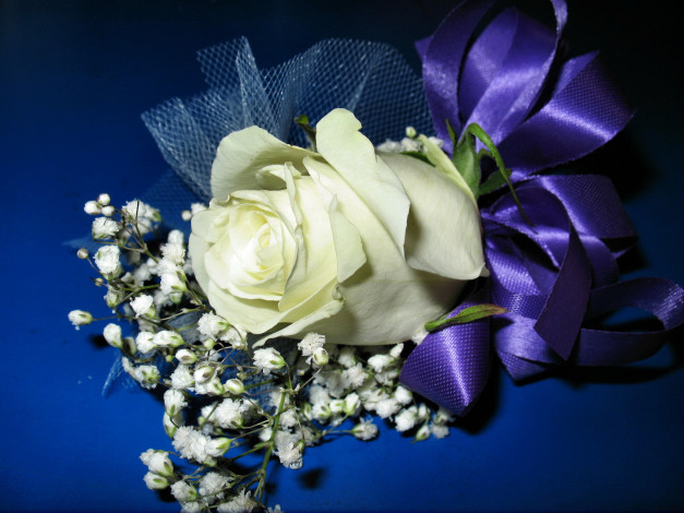 Обои картинки фото цветы, разные, вместе, роза, гипсофила, лента
