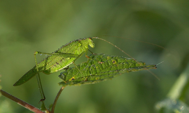 Обои картинки фото животные, кузнечики, саранча, зелёный