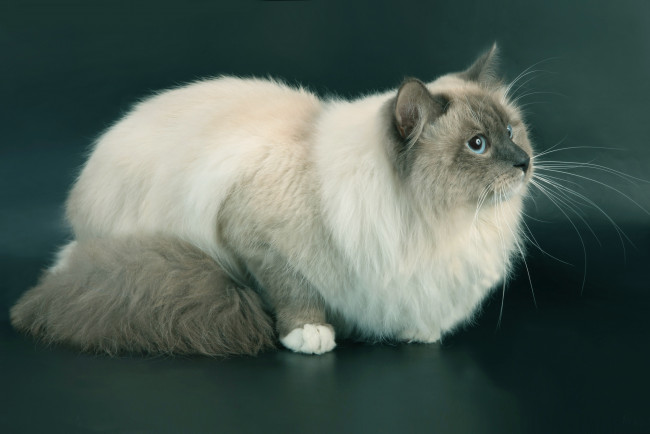 Обои картинки фото животные, коты, кот, кошка