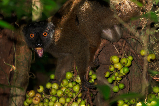 Обои картинки фото животные, лемуры, на, дереве