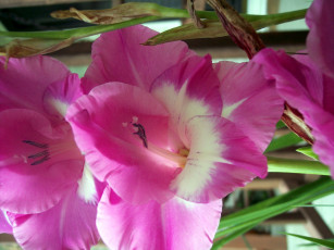 Картинка цветы гладиолусы розовый