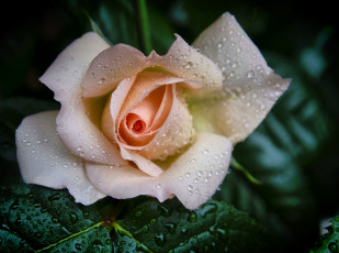 Картинка цветы розы бутон роза лепестки