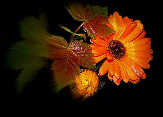 Картинка цветы календула стебль листья цветок