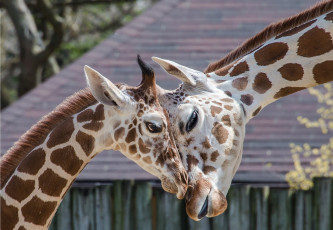 Картинка животные жирафы головы морды