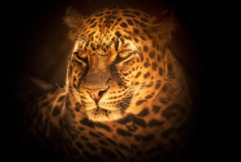 Картинка животные леопарды портрет