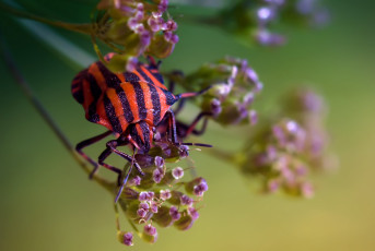 Картинка животные насекомые макро