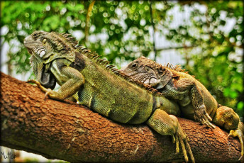 Картинка животные Ящерицы +игуаны +вараны игуаны ветка дерево