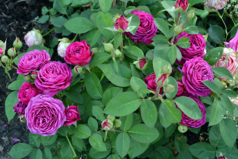 Картинка цветы розы сад куст