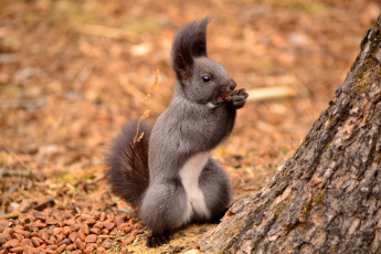 Картинка животные белки стойка