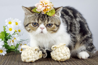 Картинка животные коты лапти