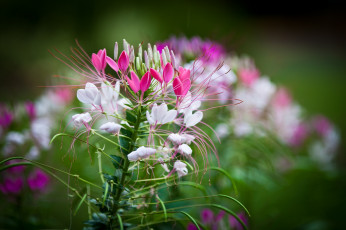 Картинка цветы клеомы розовый