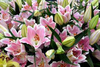 Картинка цветы лилии +лилейники букет