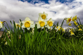 Картинка цветы нарциссы луг трава
