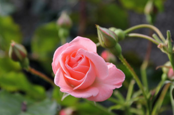 Картинка цветы розы лепестки бутон роза