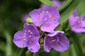 обоя цветы, традесканции, фиолетовый