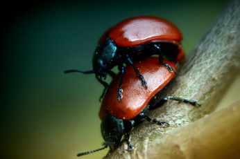 Картинка животные насекомые макро